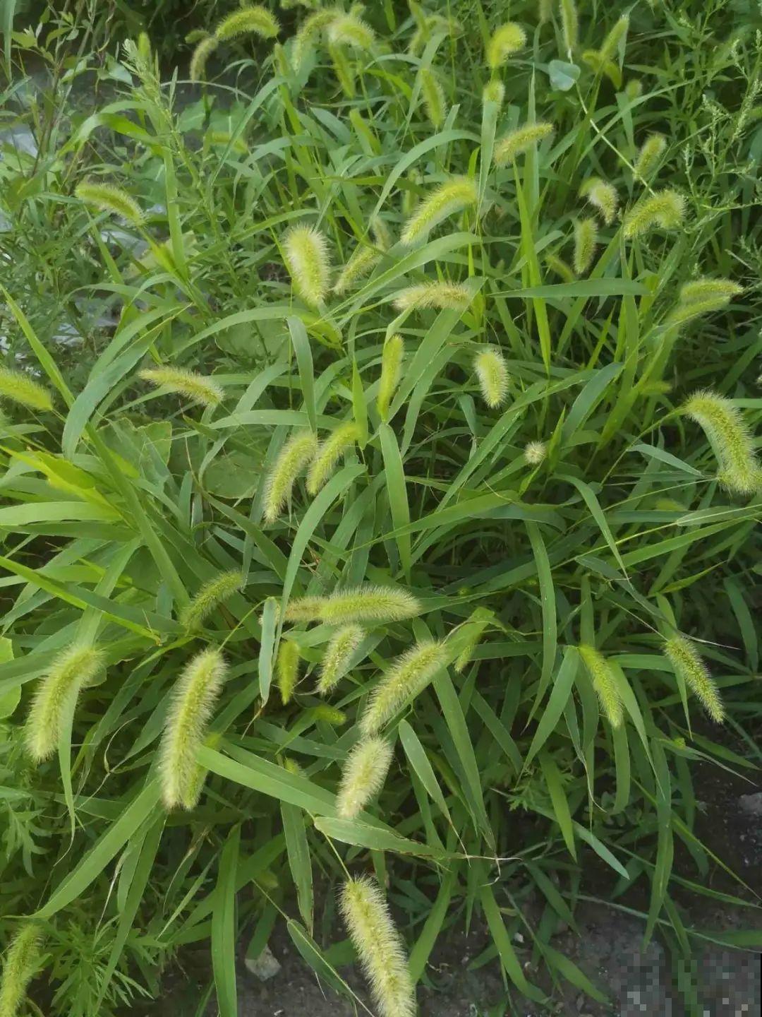 水塘边长出的“烤肠”,原来叫香蒲,毛茸茸特好玩 水塘边长出的“烤肠”,原来叫香蒲,毛茸茸特好玩