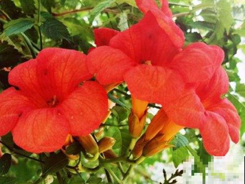 院子里养棵凌霄花,嗖嗖爬上墙,满枝条都是花 院子里养棵凌霄花,嗖嗖爬上墙,满枝条都是花