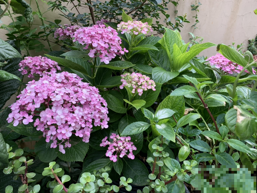 家里的花都夏眠，种这3种花，照样满盆开花