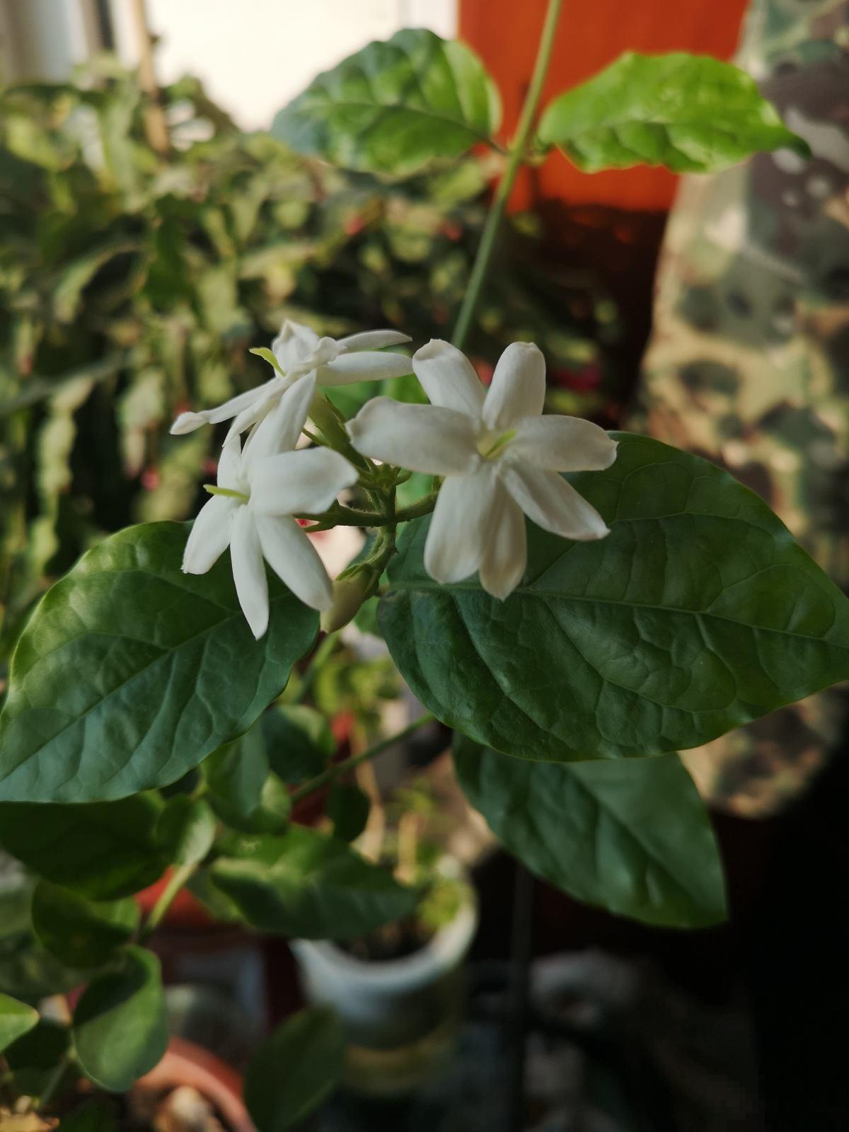 茉莉黄叶落叶怎么办？教你轻松养茉莉，重新繁茂