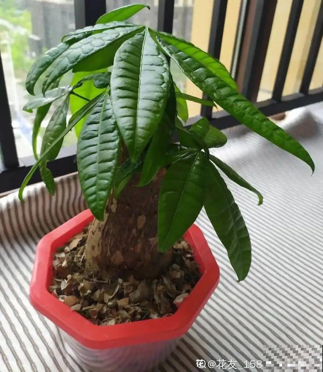 虎皮兰浅盆养，小芽嗖嗖冒，满盆都是新芽