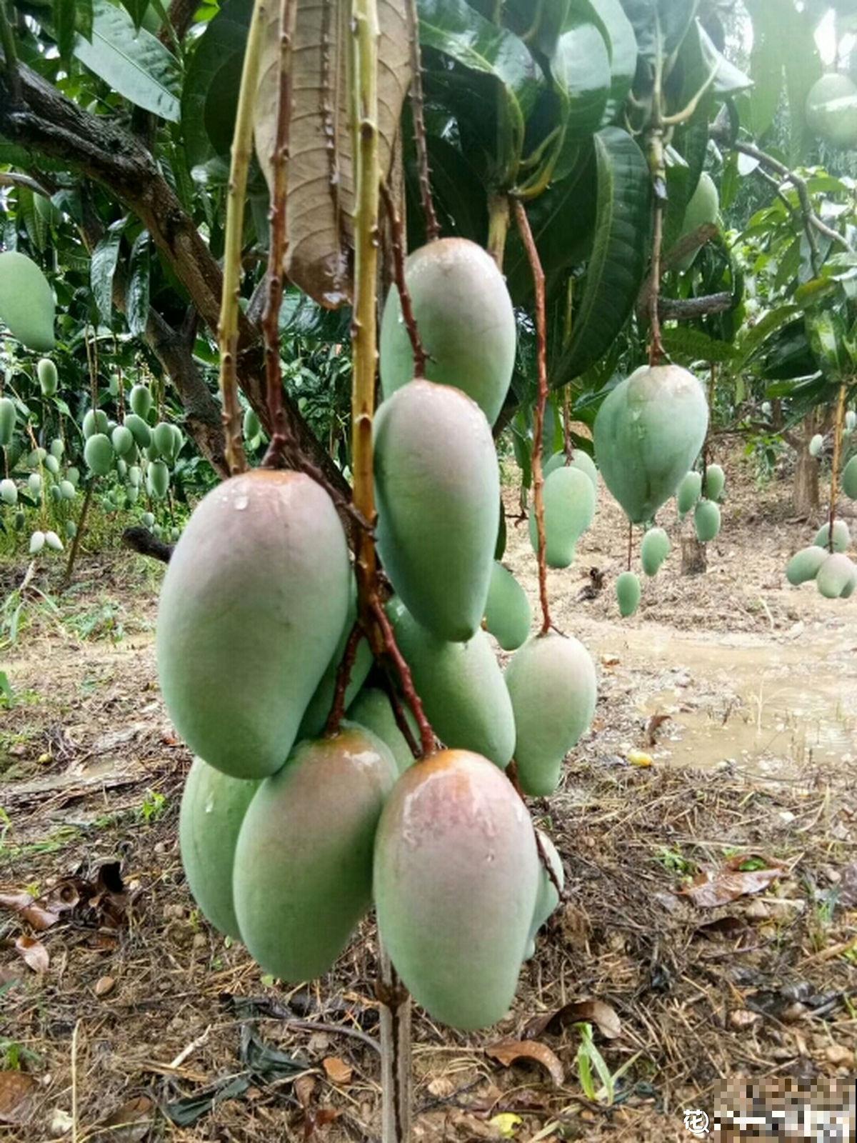 不用买种子，吃完就能种，还你一棵芒果树
