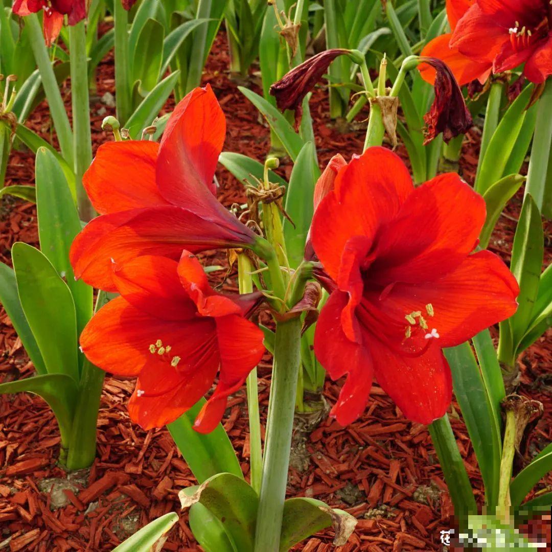 百合开完别扔了,养叶子,1棵变多棵 百合开完别扔了,养叶子,1棵变多棵