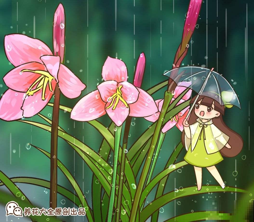 雨天不用躲！一株风雨兰，雨过天晴长更狂