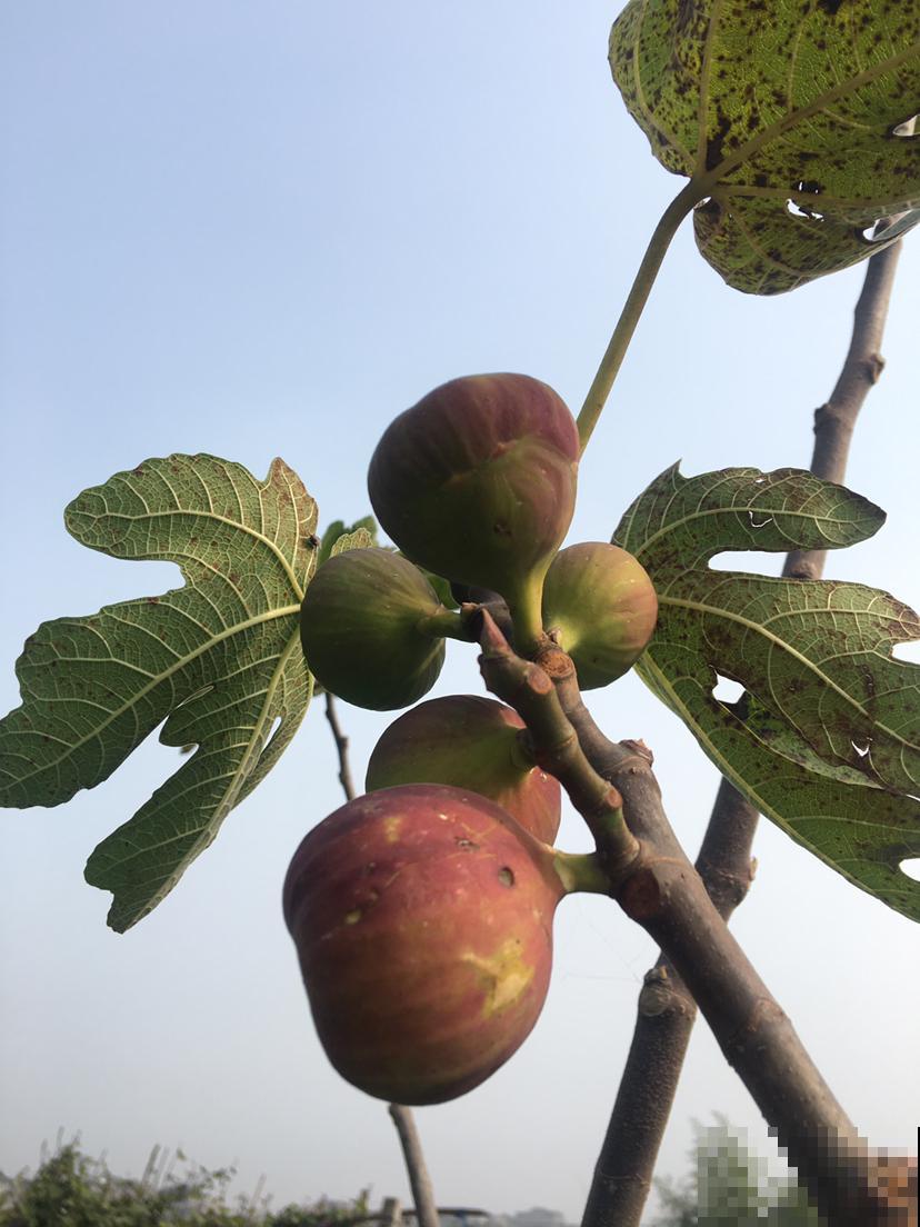 在果店不迷茫，3步方法，挑走店里最好吃的无花果