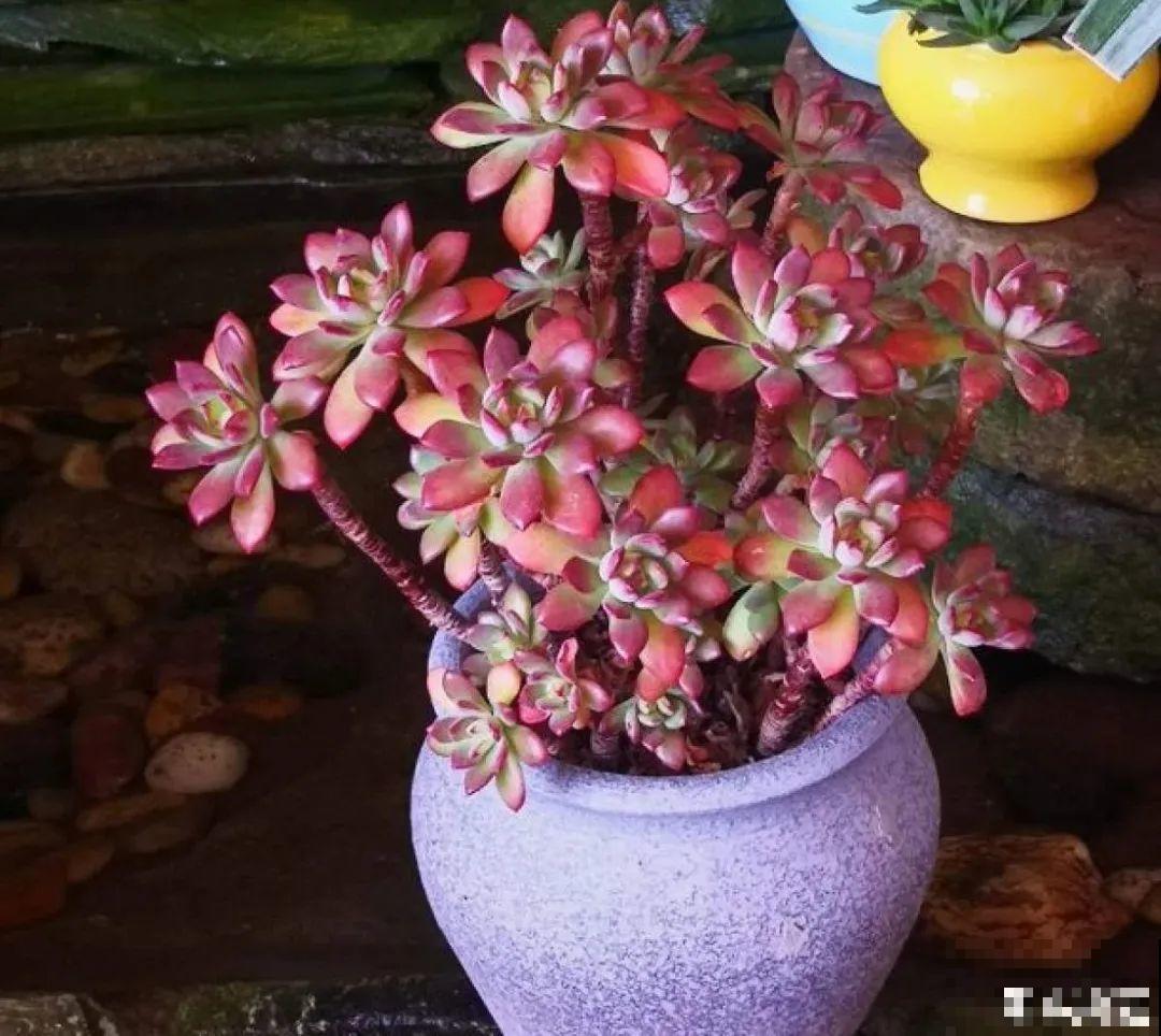 夏天养多肉，别人的绿徒摊，她的却美萌艳，太美了