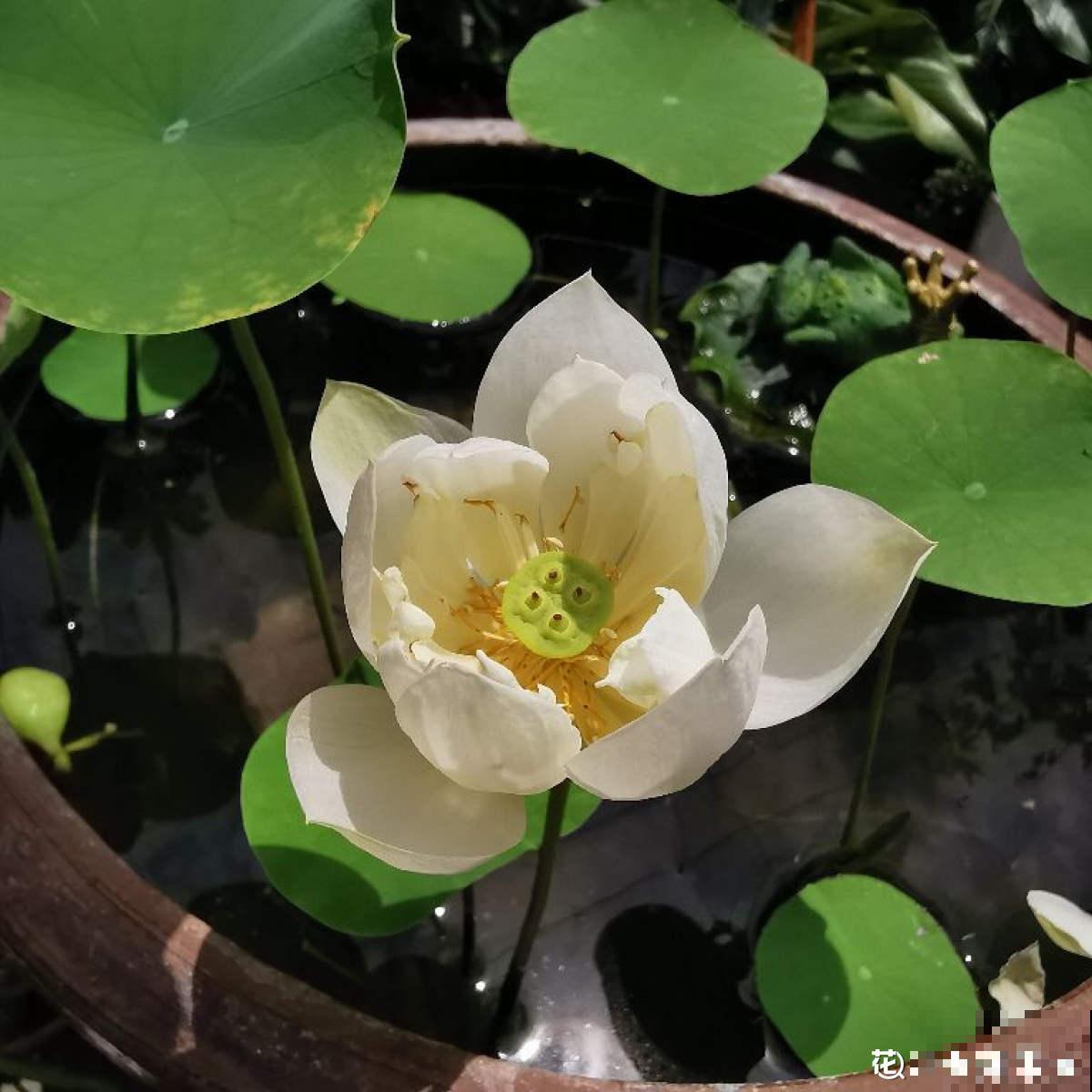 因为名字晦气，婆婆总和我闹别扭，养碗莲有什么错？