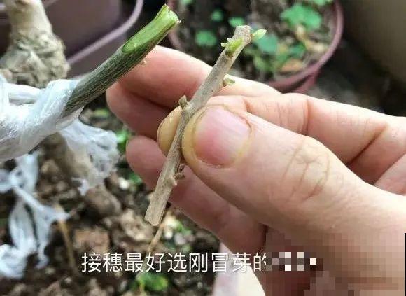 养了30年的玉树,扦插开出9色花,快来沾沾喜气 养了30年的玉树,扦插开出9色花,快来沾沾喜气