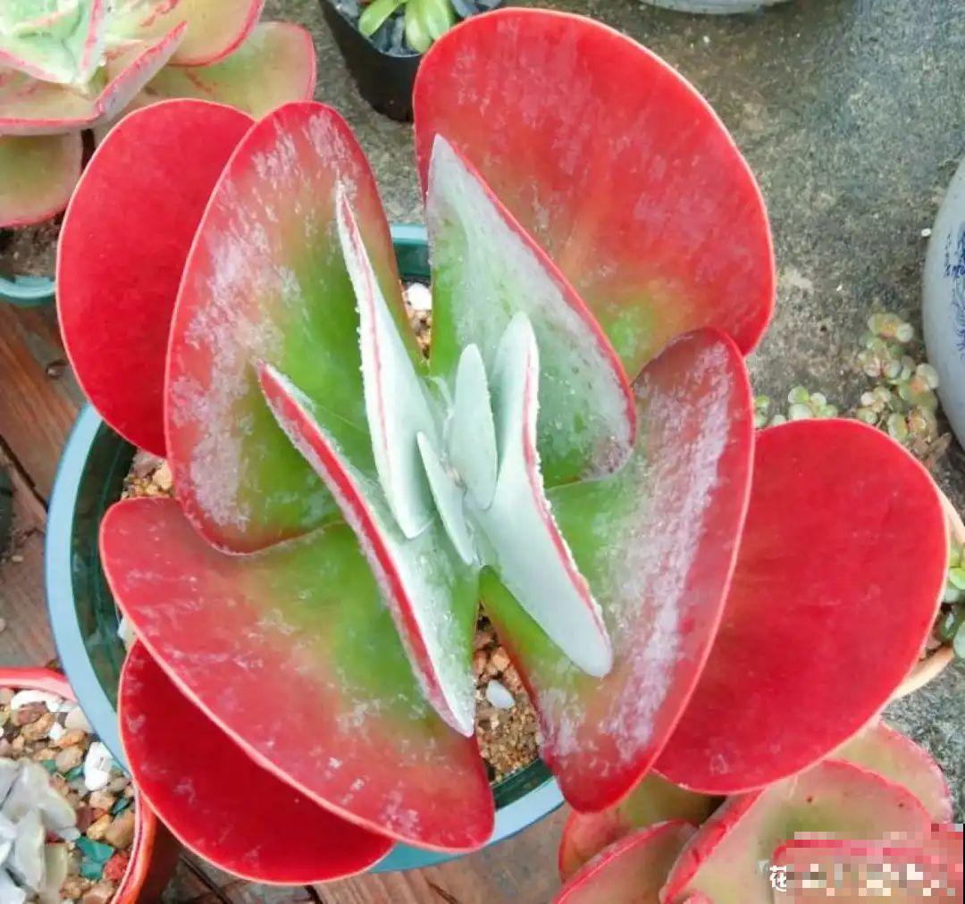 6种多肉，夏天不休眠，而且疯狂生长