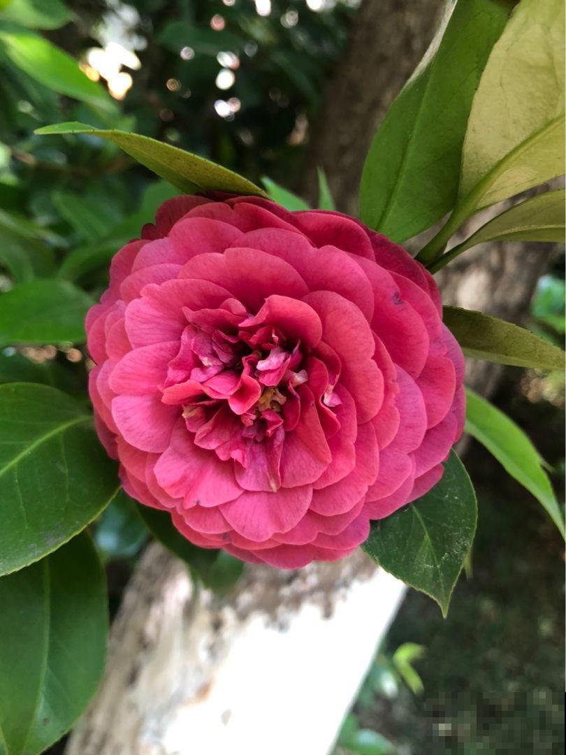 100种常见花,今天终于知道叫什么名了,建议收藏 100种常见花,今天终于知道叫什么名了,建议收藏