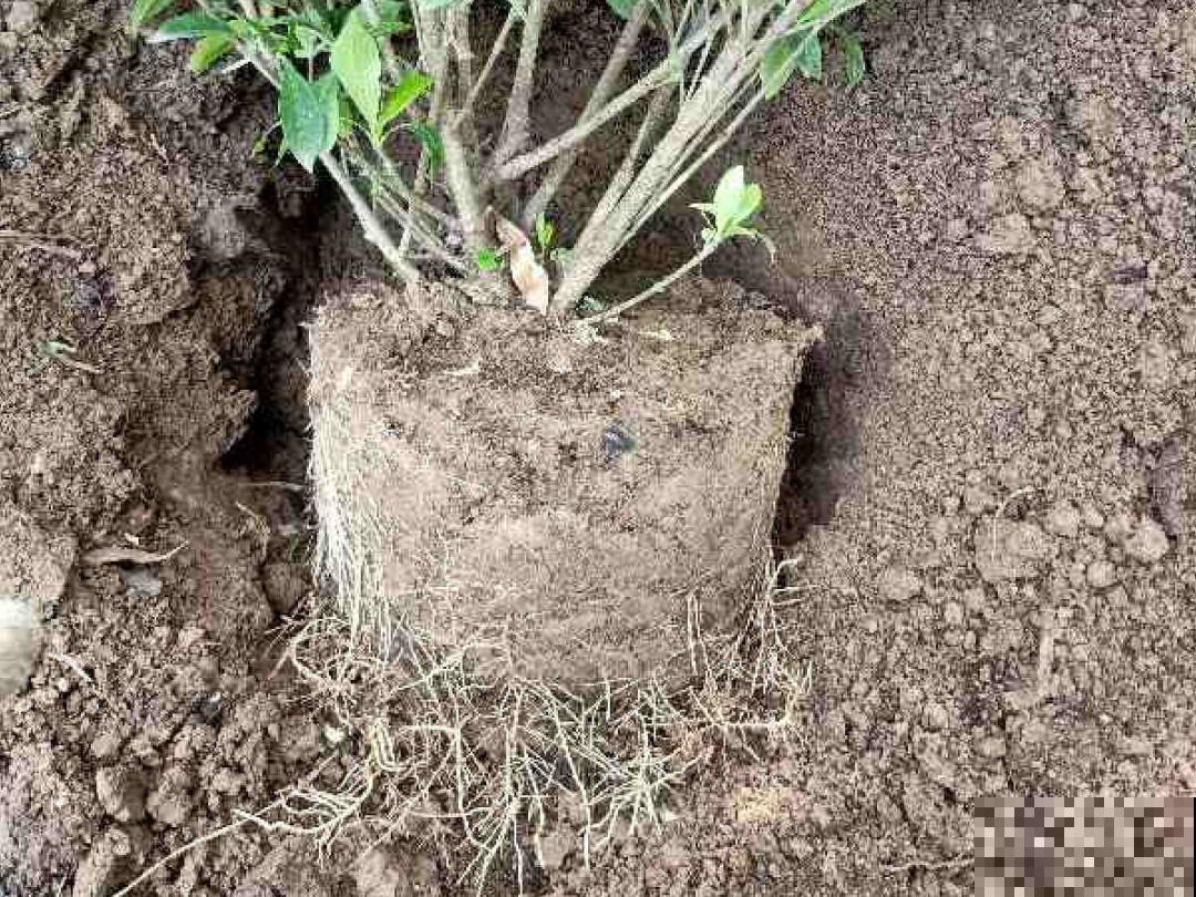 难养活的8种花，在家里养不好，扔门口反而呼呼开花