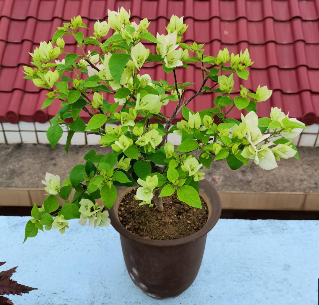 7种花，立秋后换盆，秋冬才能越养越好