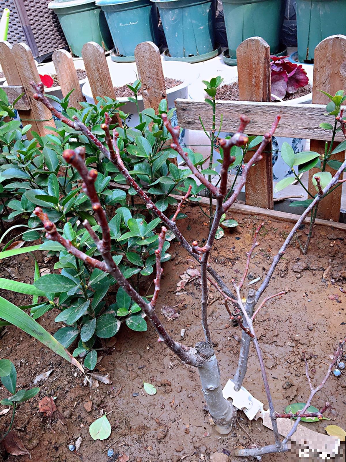 山楂都能在家养了？5个养护步骤，冰糖葫芦能管够