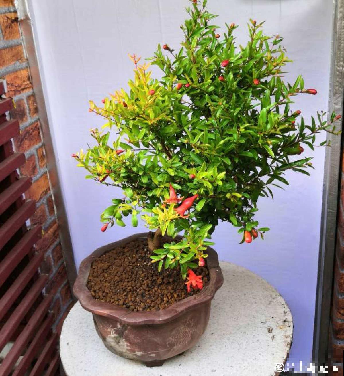 2种果树，不仅能结果，修剪好了还能做盆景