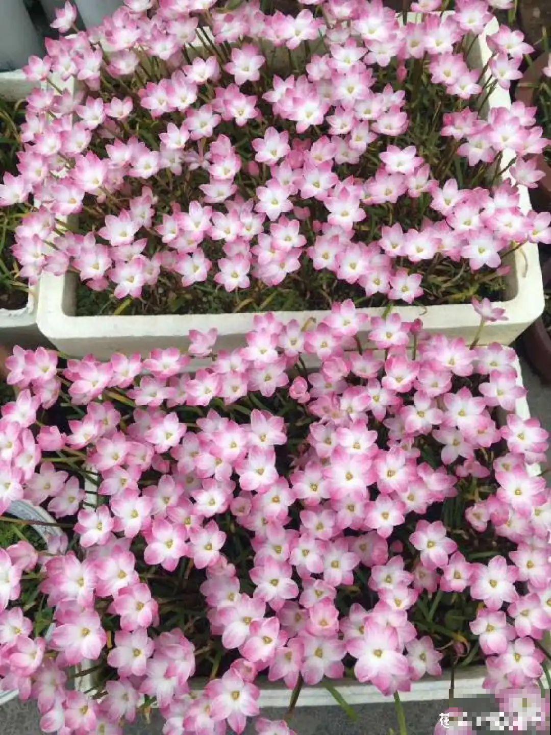 养花大神的爆花技巧，我给大家偷来了，赶紧学