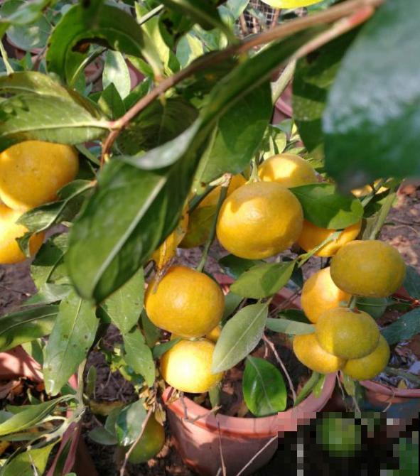 门口桔子树总出毛病，解决5个问题，还能为你送“桔”祥