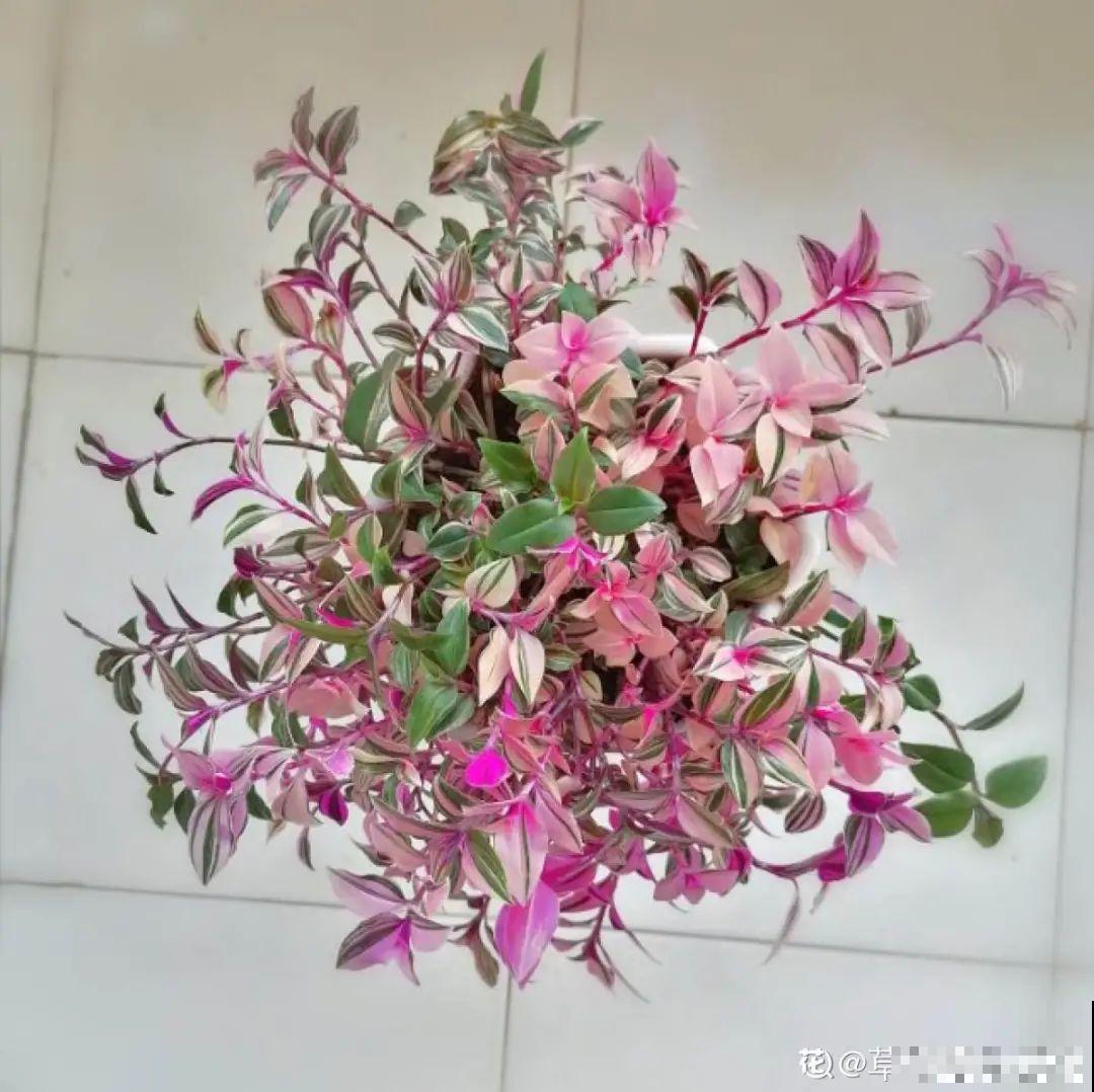 10种花,看着贵气有格调,实际价格很便宜 10种花,看着贵气有格调,实际价格很便宜