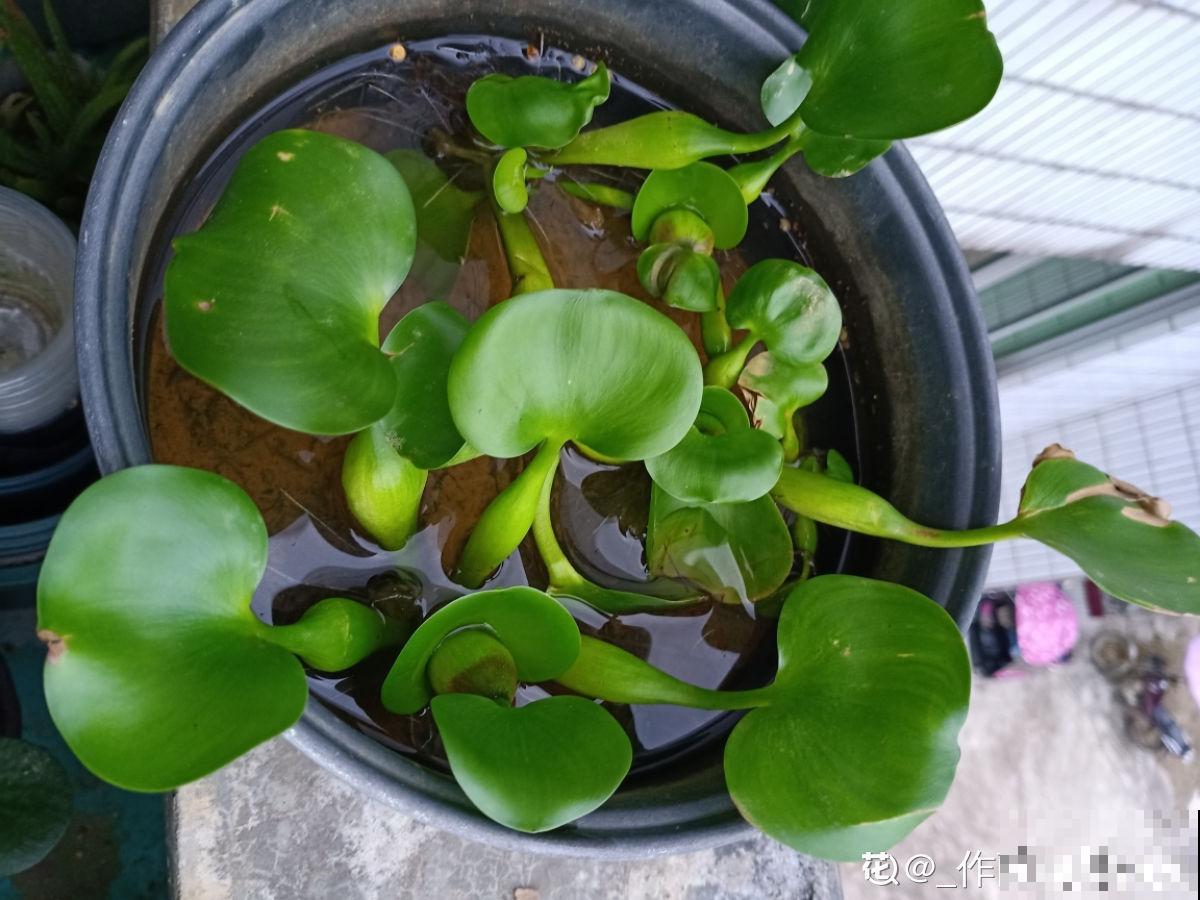 家有水缸别闲置,种种莲花,开满一盆无压力 家有水缸别闲置,种种莲花,开满一盆无压力