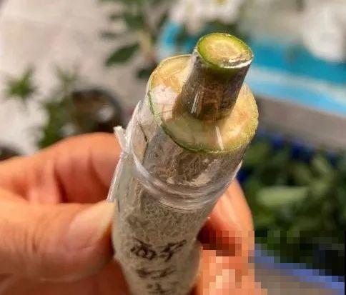 养了30年的玉树,扦插开出9色花,快来沾沾喜气 养了30年的玉树,扦插开出9色花,快来沾沾喜气