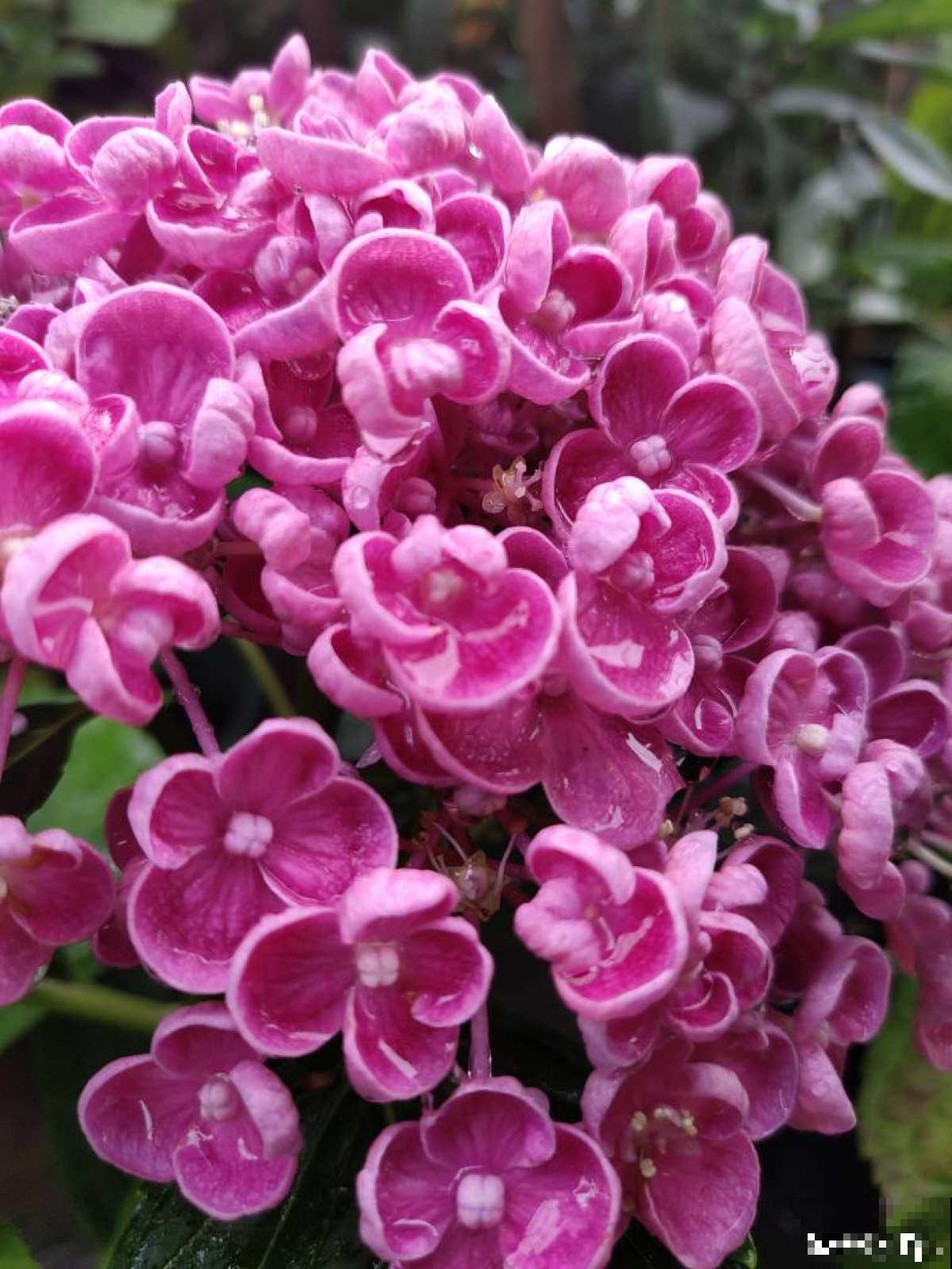 就不该养绣球，入了这品种的坑，想出都出不来