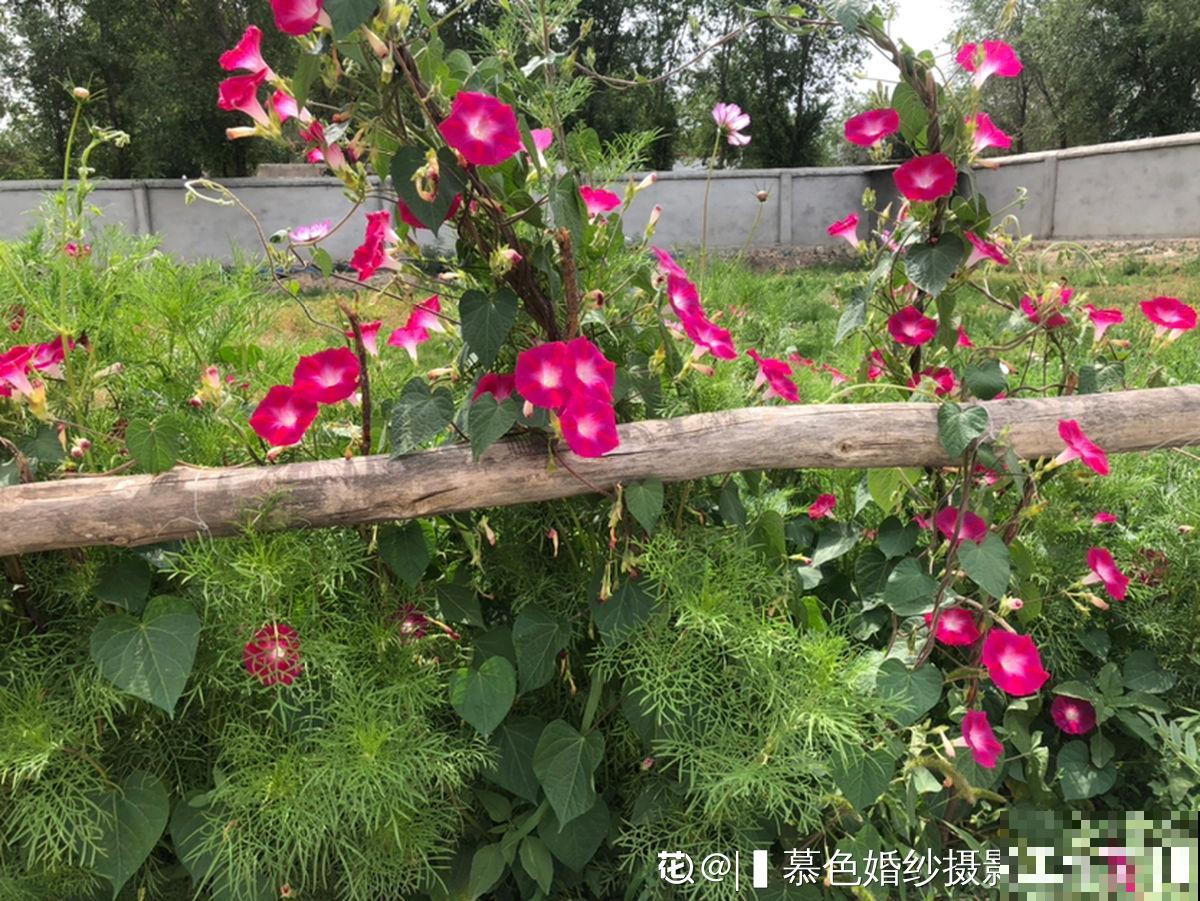 真正适合养花的院子，都有4个特点，利用好了院子变花园