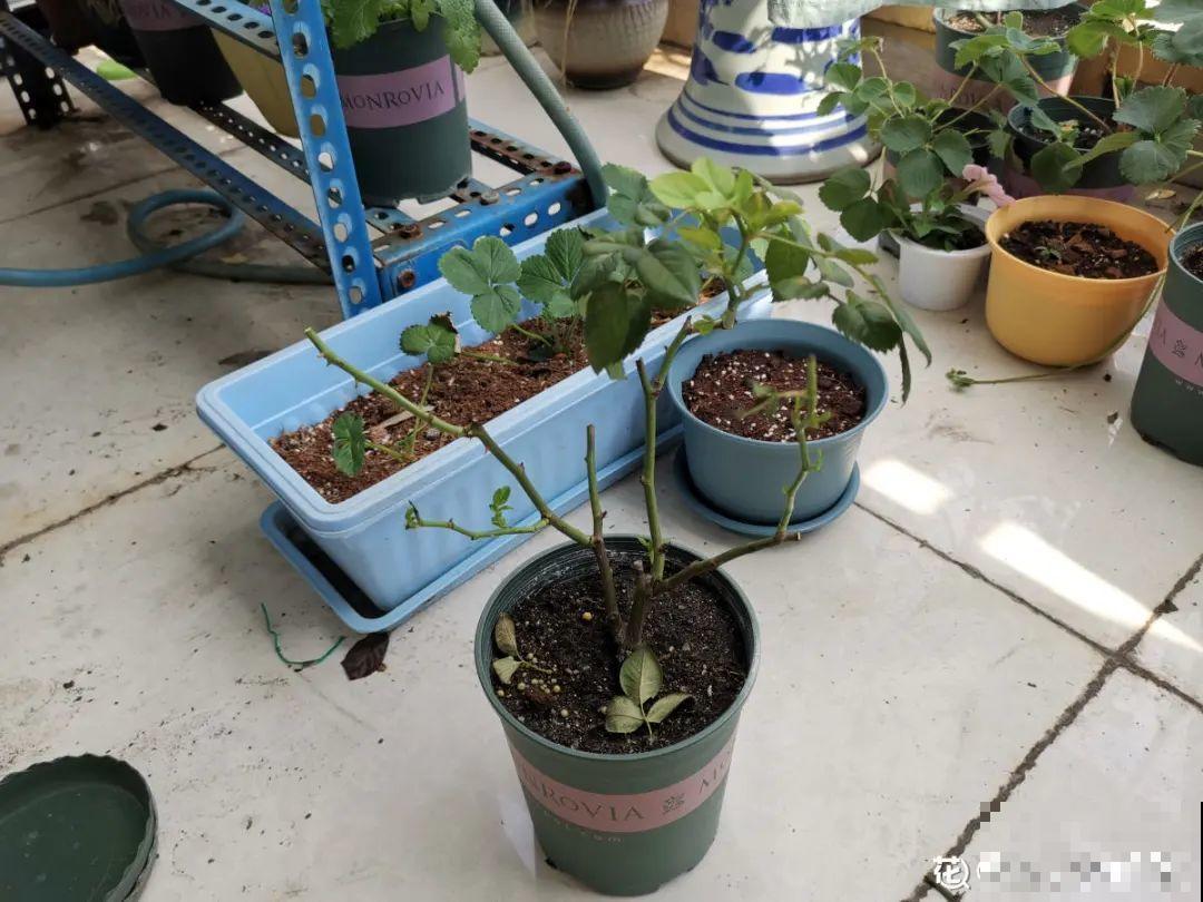 9种花,天热会“假死”,千万别丢了,秋天就苏醒 9种花,天热会“假死”,千万别丢了,秋天就苏醒