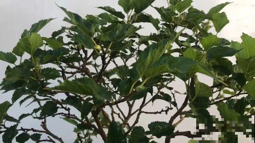 前不栽桑，后不栽柳，院中不种“鬼拍手”，是迷信还是智慧？