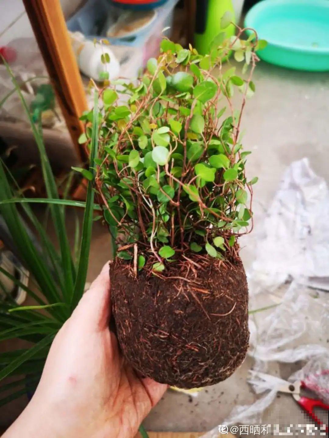 网购回家的花，一定要第一时间打开，不然都闷死了