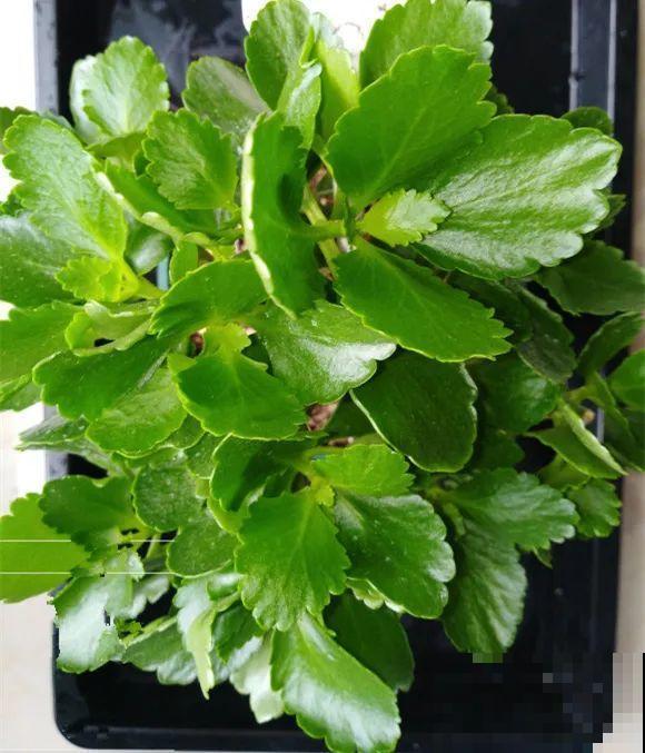 现在给花剪一刀,剪成一个“小平头”,呼呼冒芽爆盆 现在给花剪一刀,剪成一个“小平头”,呼呼冒芽爆盆