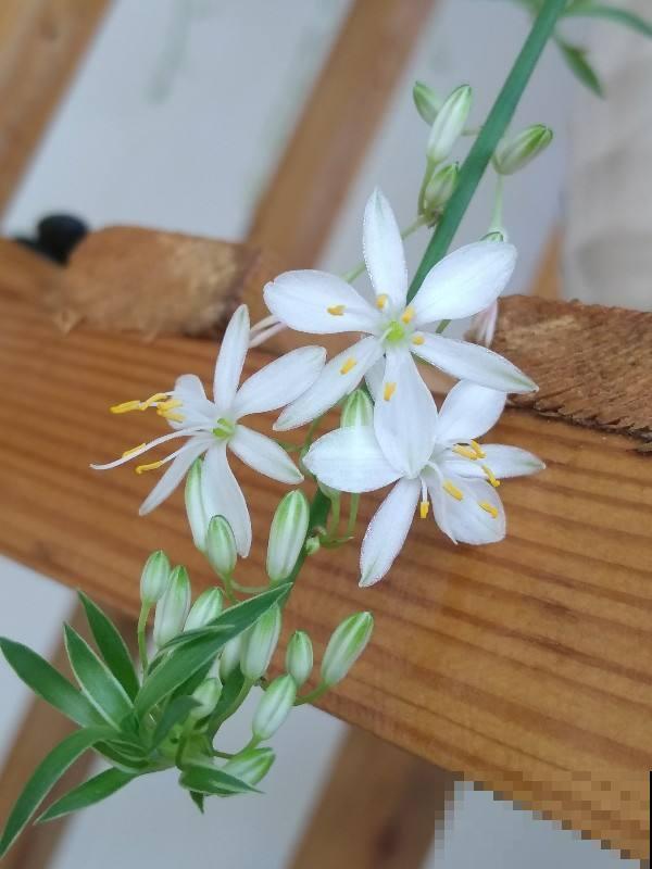 花期最短的4种花，昙花一现，短暂且美丽