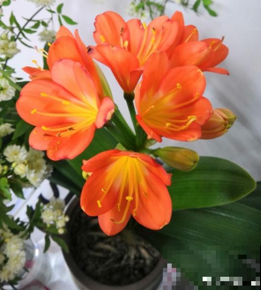 夏天少管君子兰！养护太周到，难怪挺不过夏天