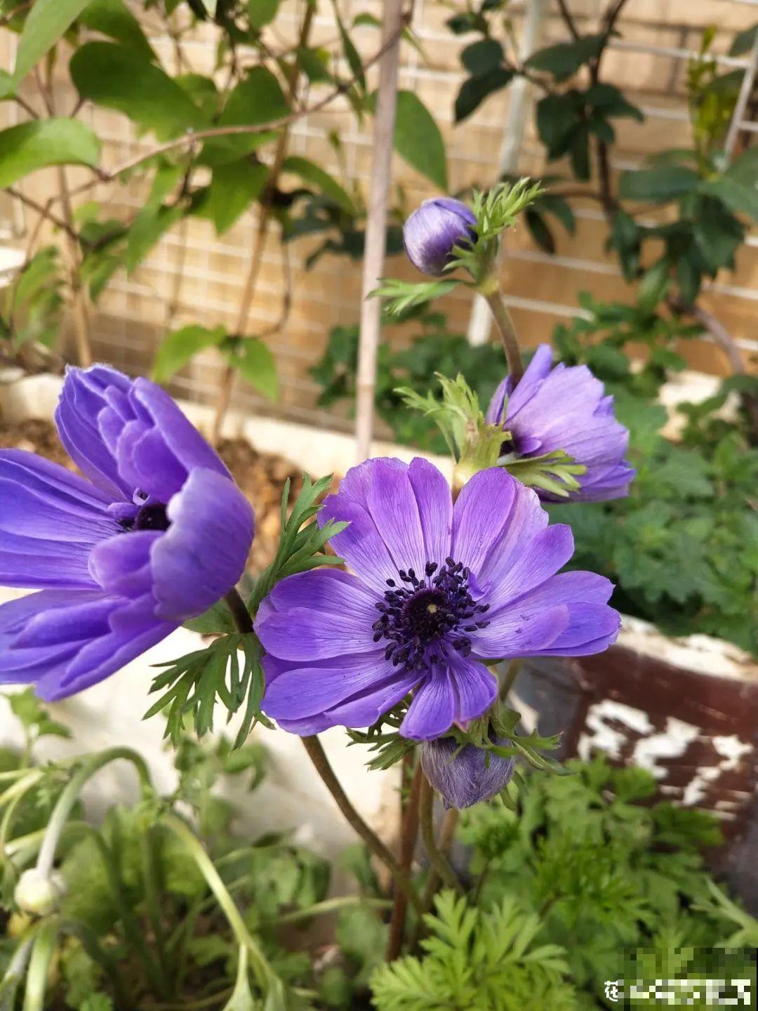特有气质的小众花,颜值超高,温度零下也能活 特有气质的小众花,颜值超高,温度零下也能活