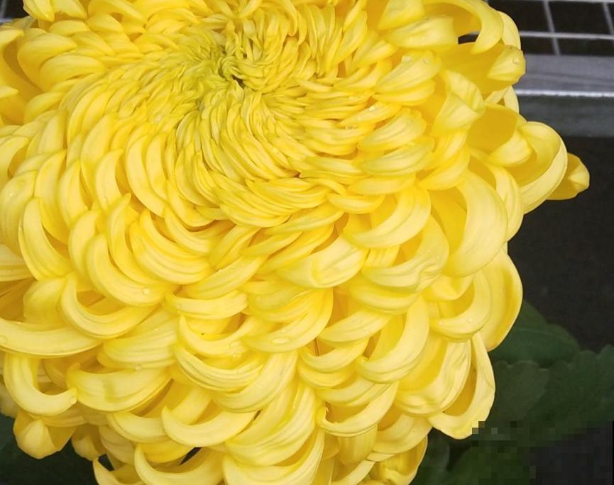 常见的切花,个个都是“大美女”,中国有四种 常见的切花,个个都是“大美女”,中国有四种