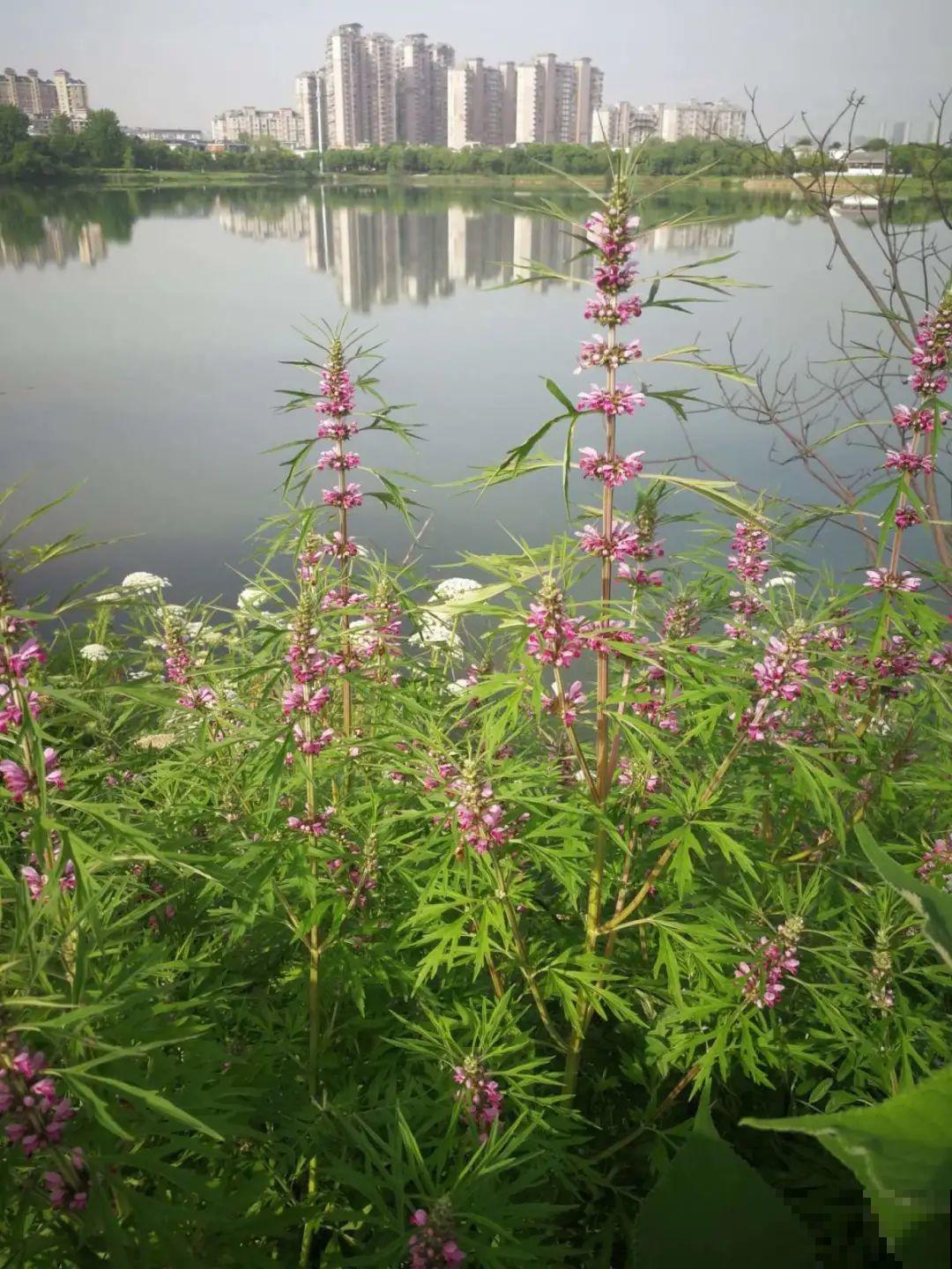 路边不起眼的草,种院子里用处大,还能清热降暑气 路边不起眼的草,种院子里用处大,还能清热降暑气