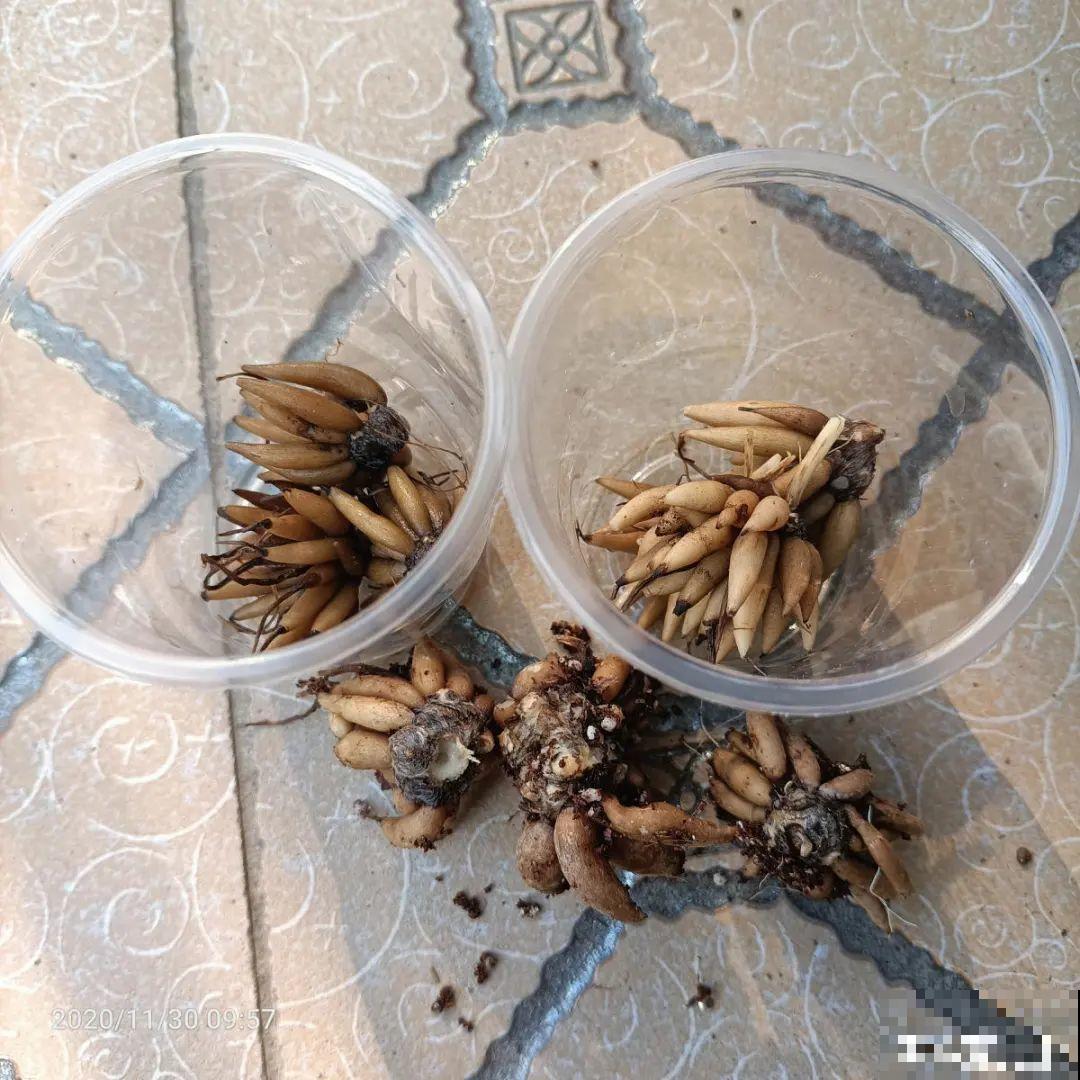 天热就别买这7种花，难养活，正休眠，养死了还浪费钱