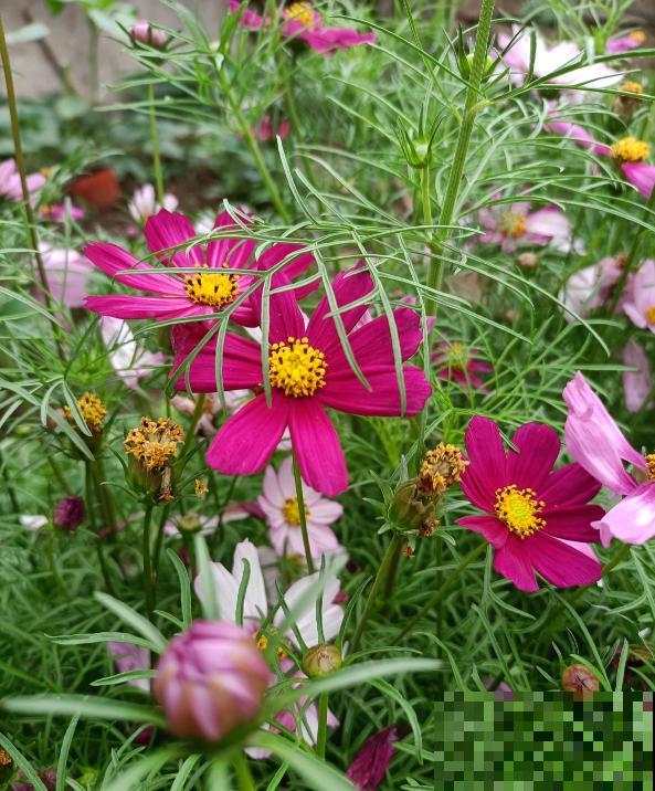 童年常见的20种花，城里很难见到，你认识几种