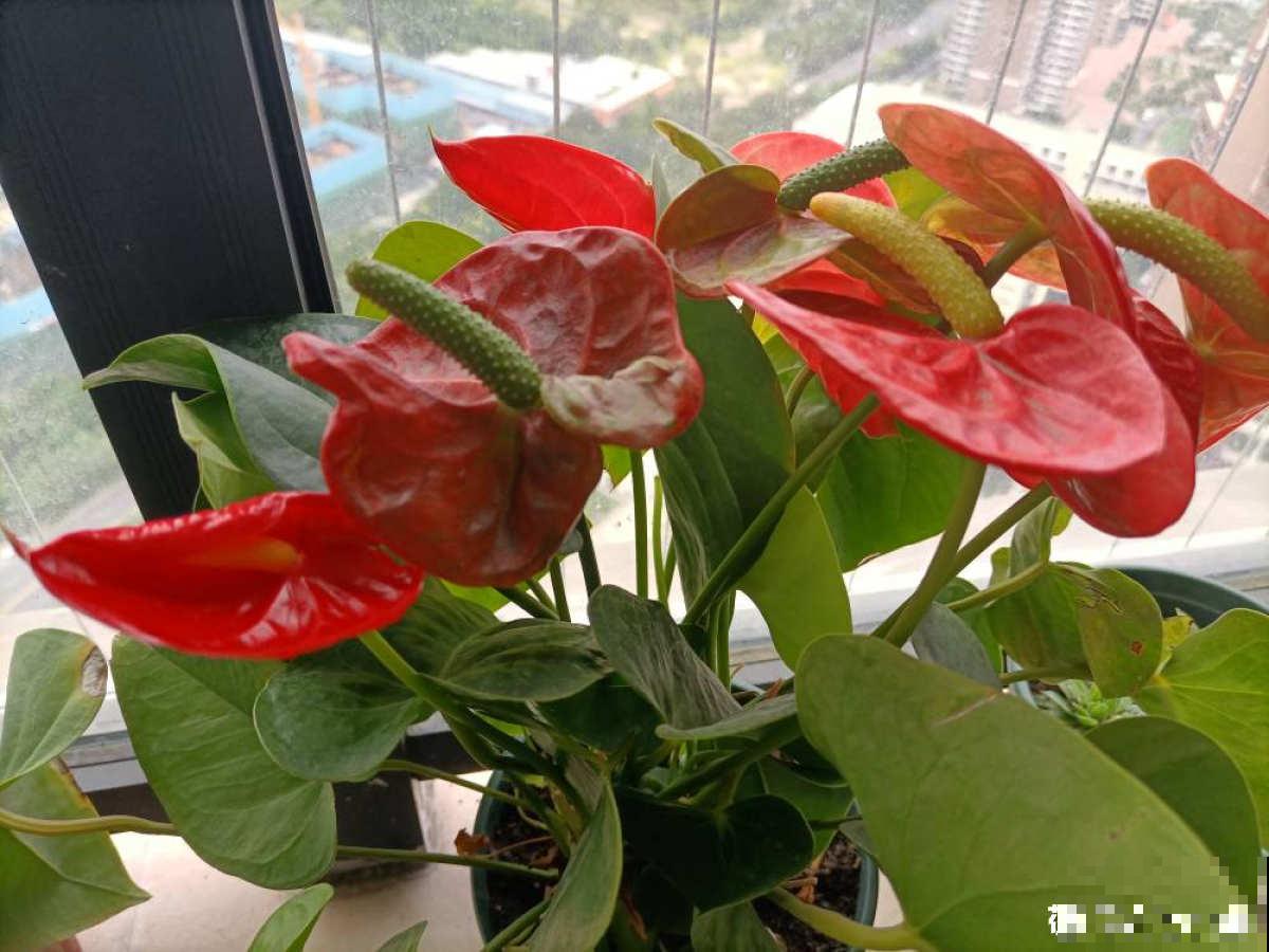 招财寓意植物大盘点，15种花养家里，有吉祥好兆头