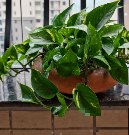 绿萝都能被养死，其实是没找到窍门，解决4个问题是关键