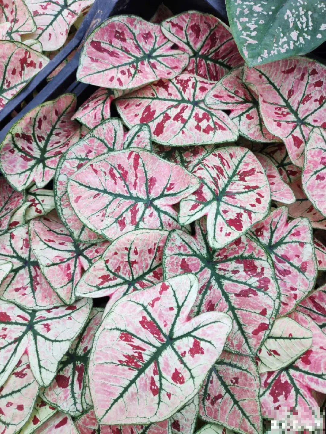 10种花,看着贵气有格调,实际价格很便宜 10种花,看着贵气有格调,实际价格很便宜