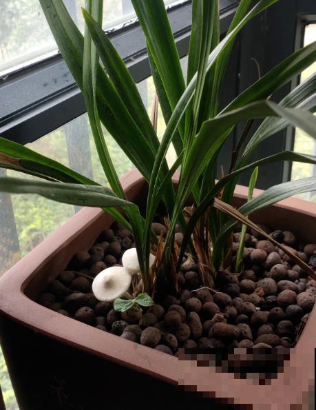 土壤里长出“白毛毛”，别犹豫，赶紧换盆，不然花很快死翘翘