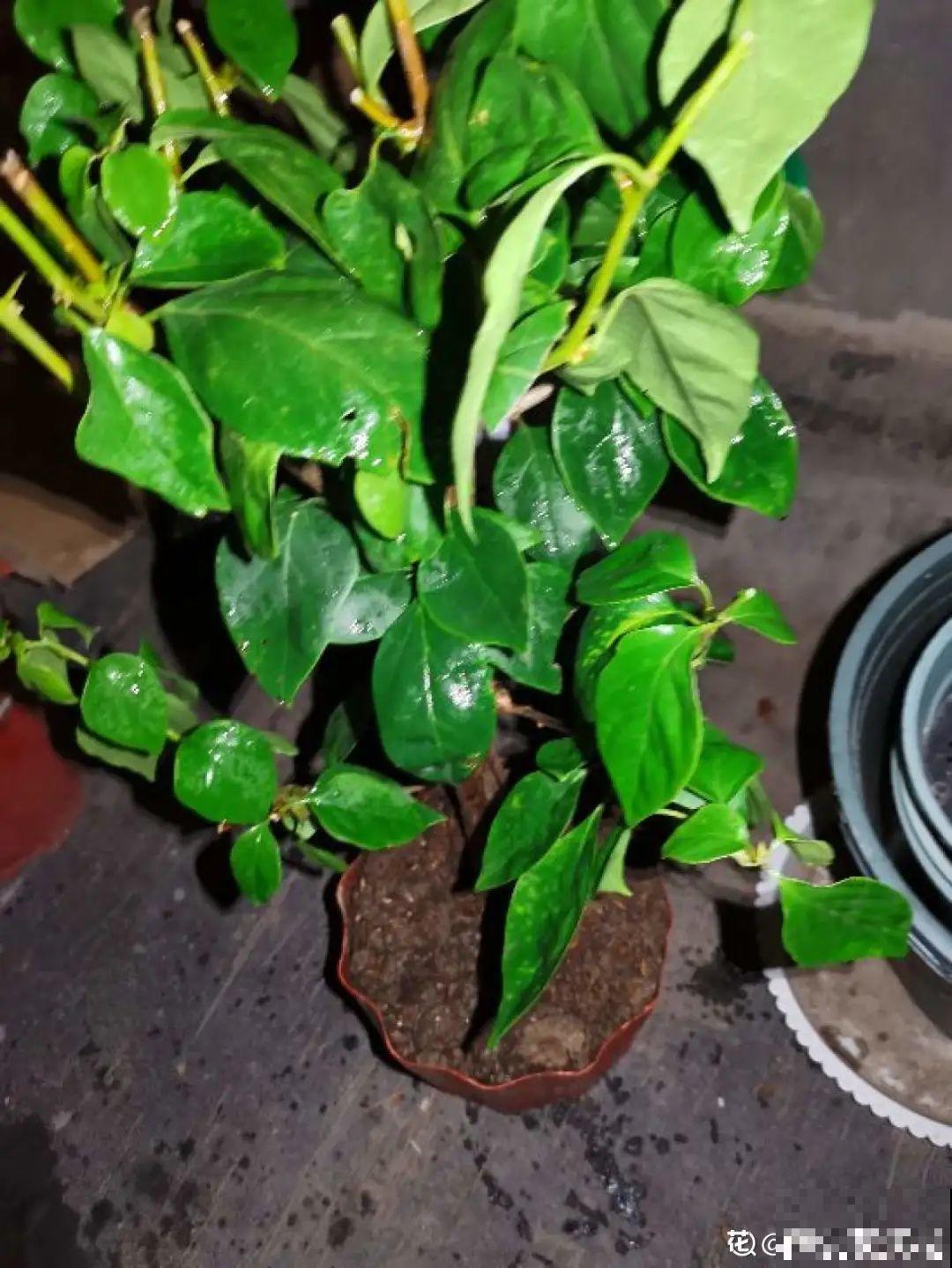 三角梅剪 一剪，搬出去晒晒，呼呼爆花