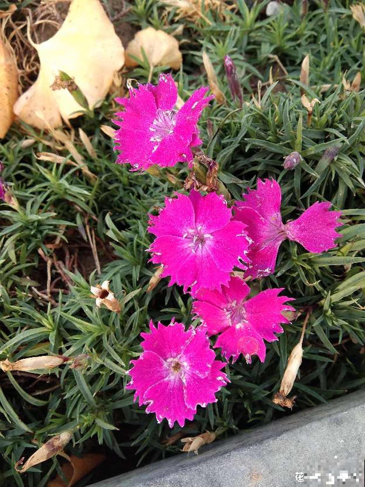 4种花正是秋播好时候,播种技巧要学会,冒出满盆小绿芽 4种花正是秋播好时候,播种技巧要学会,冒出满盆小绿芽