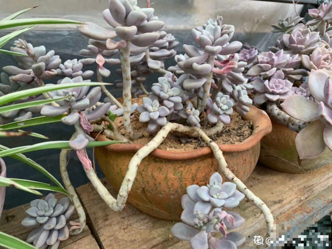 夏天养多肉，学会判断休眠状态，先“保命”要紧