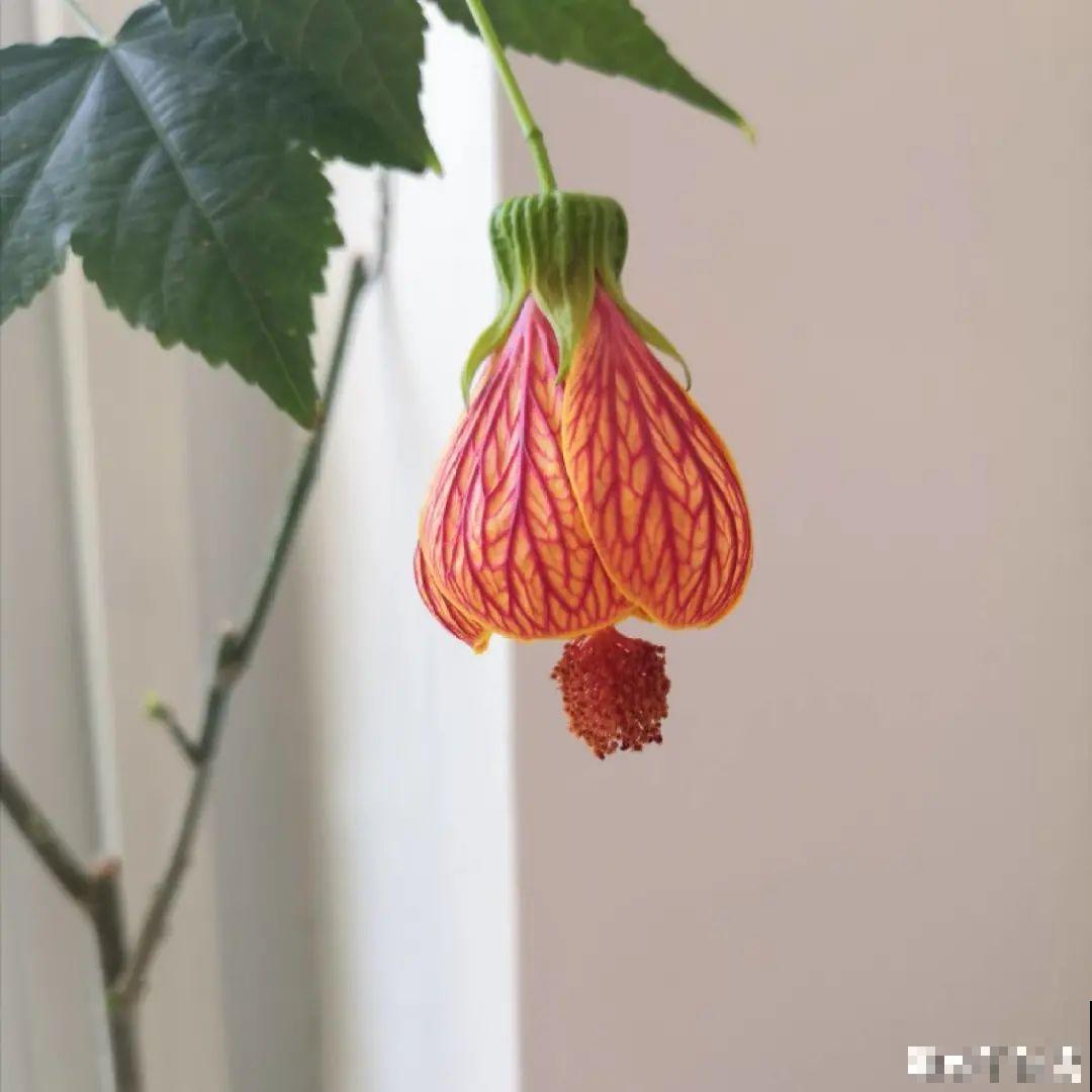 8种花名字里带金,听着就富贵,赶紧养一盆 8种花名字里带金,听着就富贵,赶紧养一盆