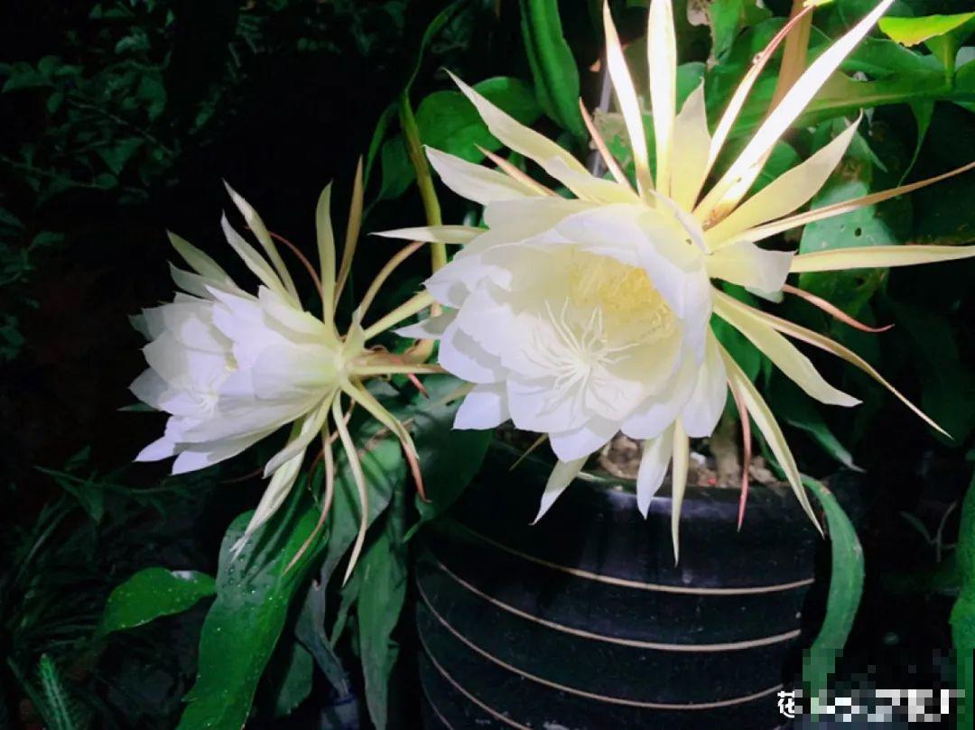 有个小院种种花，听风看雨，满眼花木