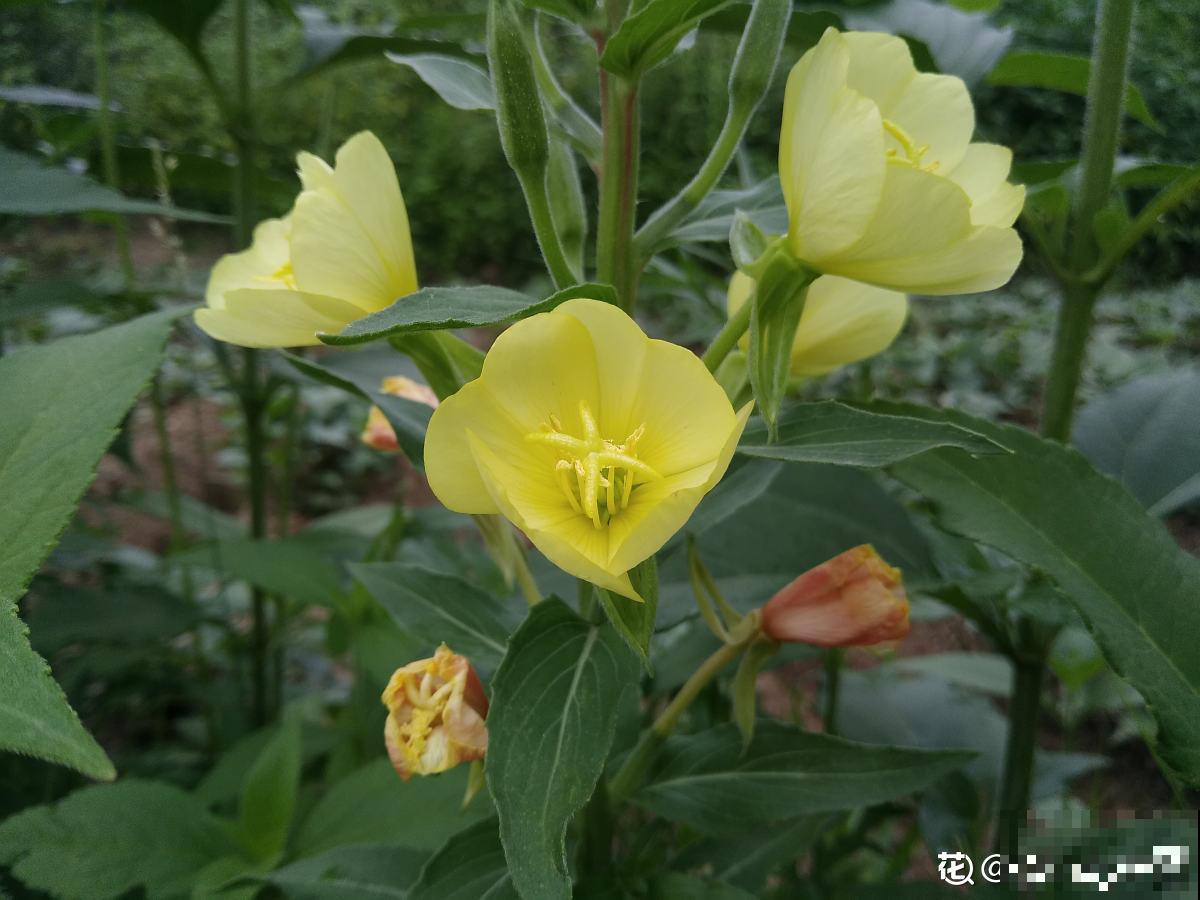 植物界的守夜花，你知道几个？悄无声息做地上“白月光”