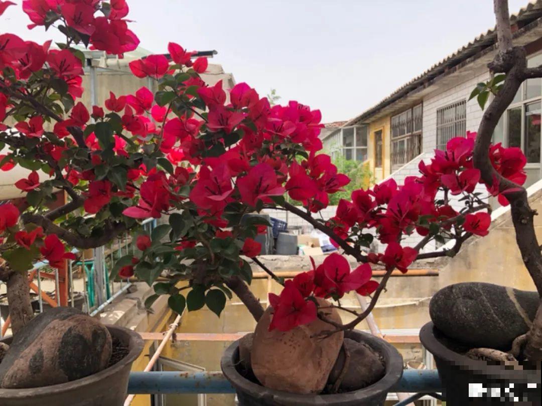 三伏天超美的10种花,妥妥的“开花楷模”,你养了几种? 三伏天超美的10种花,妥妥的“开花楷模”,你养了几种?