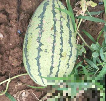 买西瓜还只会敲？用这3种方法，挑走全场最甜西瓜