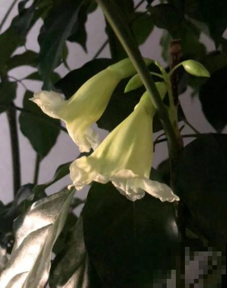 家里养的芦荟，开出一串大花箭，好运气要来了？