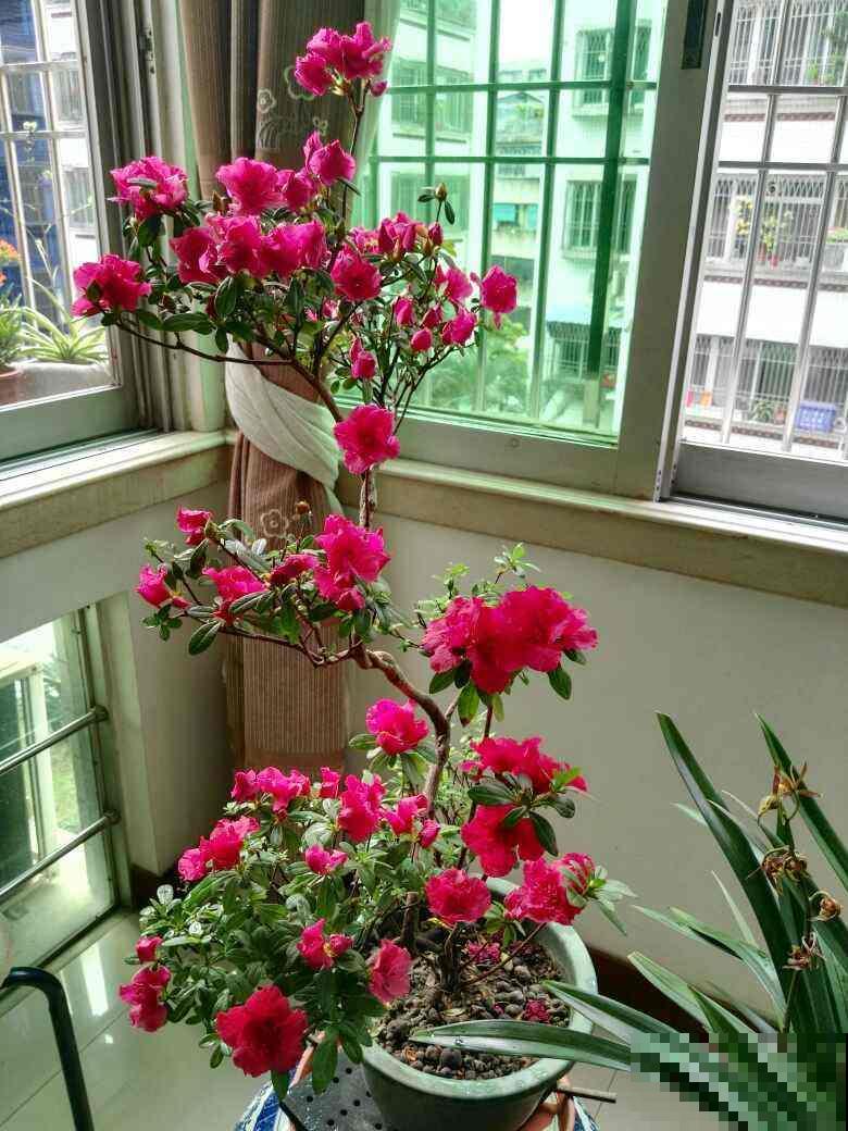 夏天给花浇水有门道，记住浇水“3个坑”，避免植物黑腐